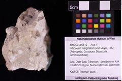 Foto (Objket + Etiketten) von Pithonoton marginatum (von Meyer, 1842) 